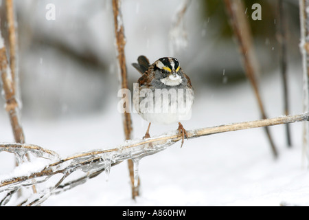 White throated Sparrow on Icy Branch Stock Photo