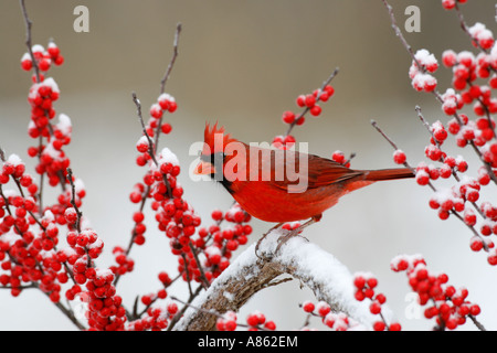 Male Northern Cardinal on Grape Vine among Winterberry Stock Photo