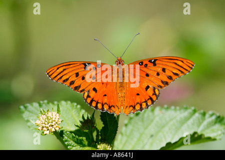 Male Gulf Fritillary Butterfly Stock Photo