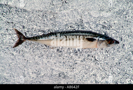mackerel fish Stock Photo