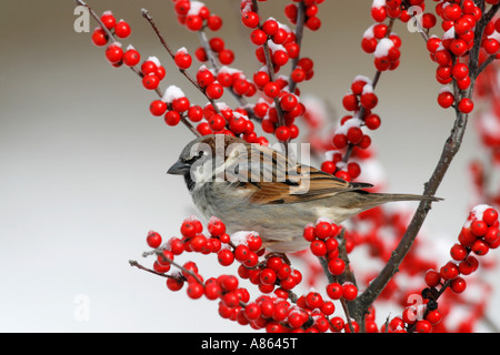 House Sparrow in Snowy Winterberry