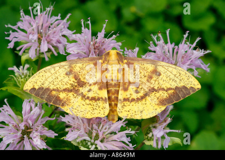 Imperial Moth on Wild Bergemot Stock Photo