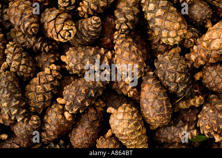 Pine cones fallen at the base of a pine tree create an interesting nature image shot in the english lake district during autumn Stock Photo