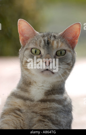 American Shorthair cat Stock Photo