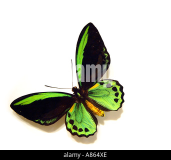 Male Cairns birdwing butterfly Ornithoptera euphorion Stock Photo