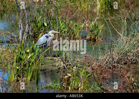 Great Blue heron in Everglades National Park Florida USA Stock Photo