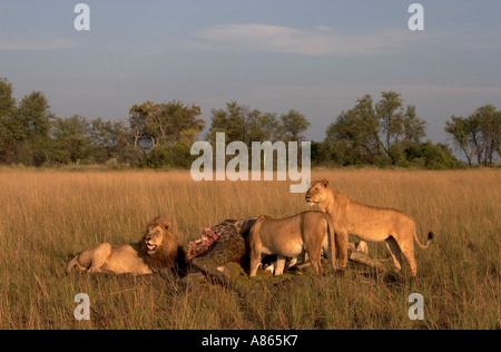 Lion pride giraffe kill in Kaokoveld, Namibia, Africa Stock Photo - Alamy