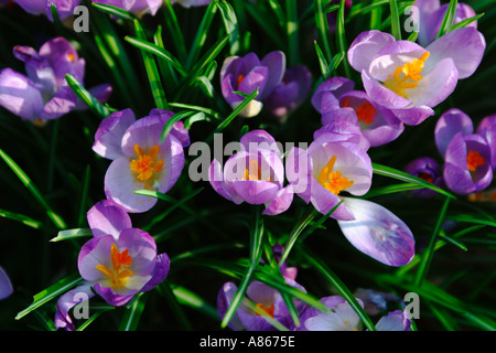 First open, purple crocus flowers of Spring, surviving winter hidden as bulbs in the earth Stock Photo