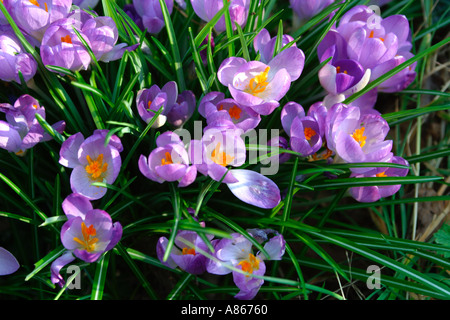 Swathe of open, purple crocus flowers, the first of Spring, surviving winter hidden as bulbs in the earth Stock Photo