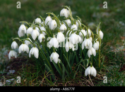 Group of early snowdrops pushing through frost covered woodland ground Stock Photo