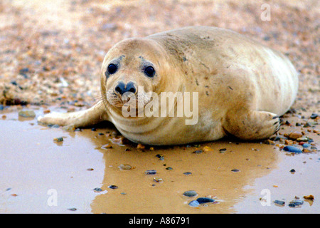 Young common seal on Norfolk coast Stock Photo