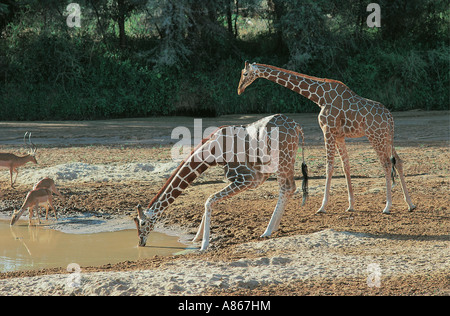 Two Reticulated Giraffe and Impala drink in pool in Uaso Nyiro river Samburu National Reserve Kenya Stock Photo