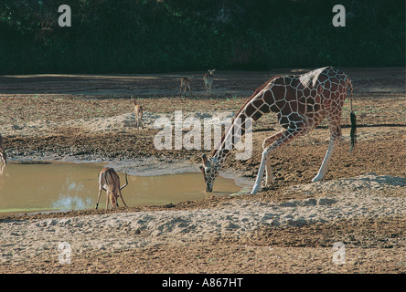 Reticulated Giraffe and Impala drinking in the Uaso Nyiro river Samburu National Reserve Kenya Stock Photo