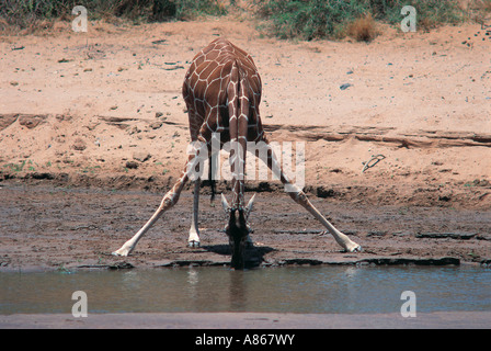 Reticulated Giraffe drinking in Uaso Nyiro River Samburu National Reserve Kenya Stock Photo