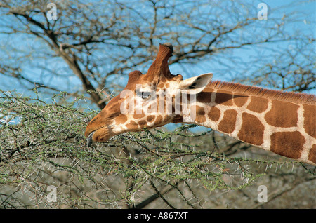 Reticulated Giraffe browsing Samburu National Reserve Kenya Stock Photo
