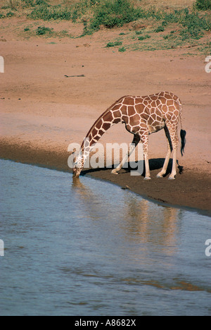 Reticulated Giraffe drinking in Uaso Nyiro River Samburu National Reserve Kenya Stock Photo