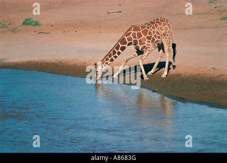 Reticulated Giraffe drinking in Uaso Nyiro River Samburu National Reserve Kenya Stock Photo