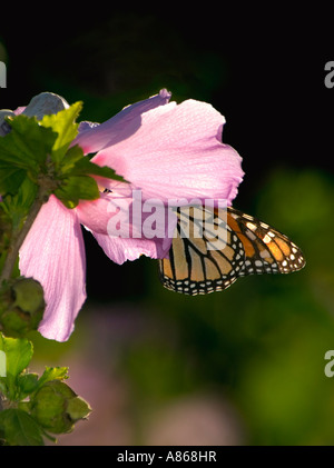 Monarch butterfly, Danaus plexippus silhouetted inside a pink Rose of Sharon, Hibiscus syriacus,  bloom. Oklahoma, USA. Stock Photo