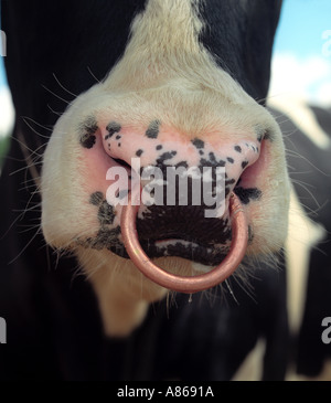 close up of bull with ring in nose Stock Photo - Alamy