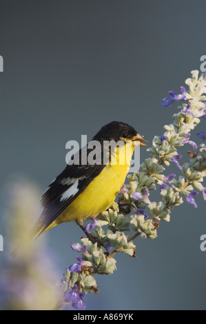 Lesser Goldfinch Carduelis psaltria black backed male on Mealy sage Hill Country Texas Stock Photo