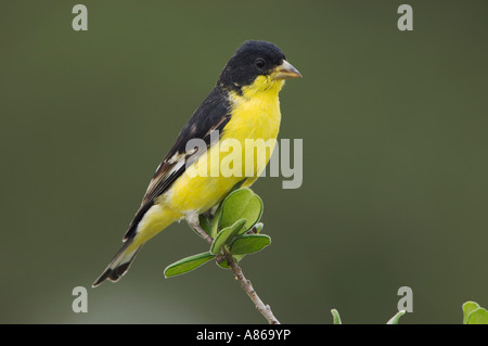 Lesser Goldfinch Carduelis psaltria black backed male perched Uvalde County Hill Country Texas USA April 2006 Stock Photo