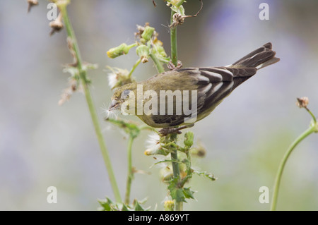 Lesser Goldfinch Carduelis psaltria female eating seeds of Spiny Sow Thistle Sonchus asper Hill Country Texas Stock Photo