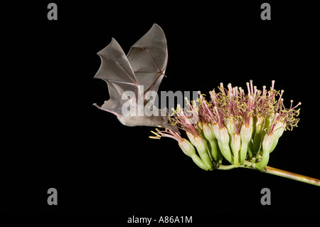 Mexican Long-tongued Bat Choeronycteris mexicana adult in flight at night feeding on Agave Blossom Agave spp Tucson Arizona Stock Photo
