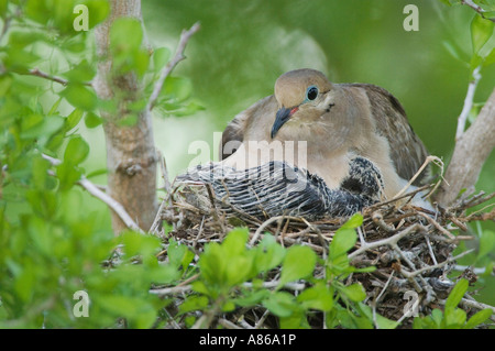 Mourning Dove Zenaida macroura adult in nest with young Willacy County Rio Grande Valley Texas USA June 2006 Stock Photo