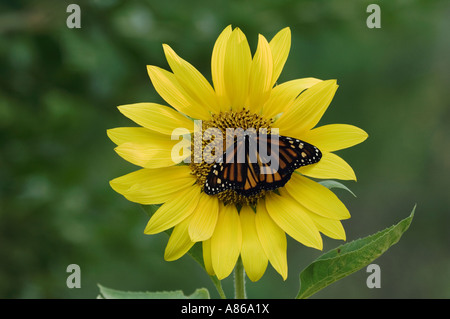 Monarch Danaus plexippus adult on sunflower Willacy County Rio Grande Valley Texas USA May 2006 Stock Photo