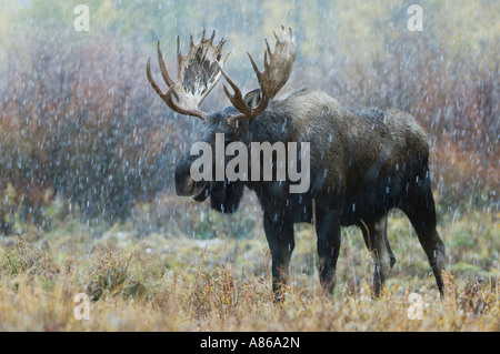 Moose Alces alces bull in snowstorm with aspen trees in background in fallcolors Grand Teton NP Wyoming September 2005 Stock Photo
