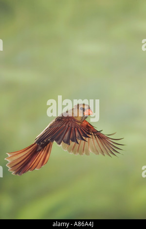 Northern Cardinal Cardinalis cardinalis female in flight New Braunfels Hill Country Texas USA November 2005 Stock Photo