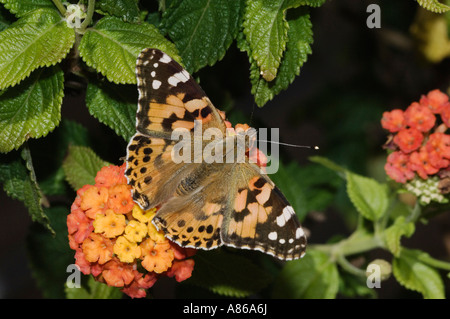 Painted Lady Vanessa cardui adult on lantana Oberaegeri Switzerland August 2006