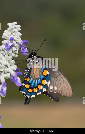 Pipevine Swallowtail Battus philenor adult sipping nectar from Mealy sage Salvia farinacea Uvalde County Hill Country Texas Stock Photo