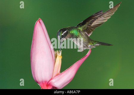 Purple-throated Mountain-gem Hummingbird Lampornis calolaema male perched Central Valley Costa Rica Central America December Stock Photo