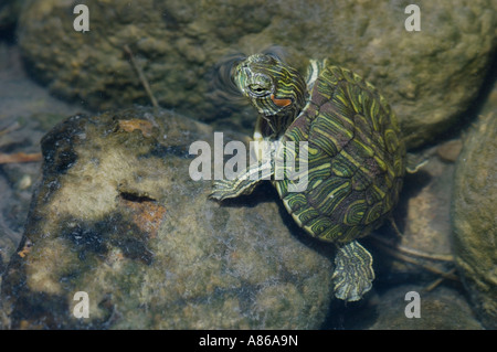 Red-eared Slider Trachemys scripta elegans young in creek Willacy County Rio Grande Valley Texas USA June 2006 Stock Photo