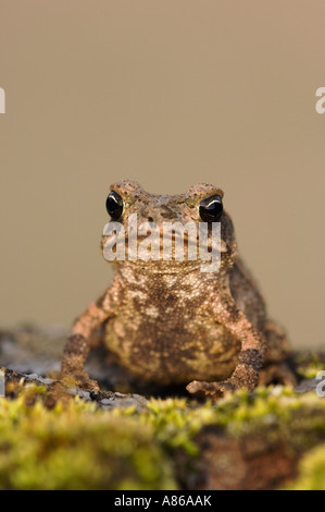 Red-spotted Toad Bufo punctatus young Uvalde County Hill Country Texas USA April 2006 Stock Photo