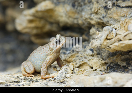 Red-spotted Toad Bufo punctatus adult on limestone Uvalde County Hill Country Texas USA April 2006 Stock Photo