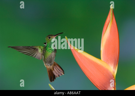 Rufous-tailed Hummingbird Amazilia tzacatl adult in flight feeding on Heliconia Flower Central Valley Costa Rica Stock Photo
