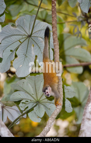 Central American Squirrel Monkey Saimiri oerstedii adult in Cecropia Tree Manuel Antonio National Park Pacific Coast Costa Rica Stock Photo