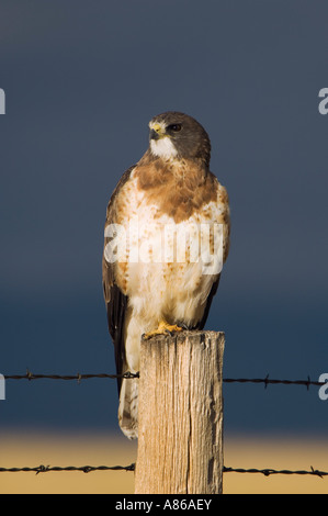 Swainson's Hawk Buteo swainsoni adult on fence post after rainstorm Rocksprings Wyoming September 2005 Stock Photo