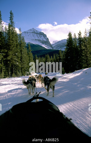 Dog sled ride in winter arctic forest Stock Photo - Alamy