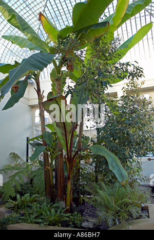 Banana plant inside a conservatory at the Botanical Gardens 'South Yorkshire'Sheffield 'Great Britain' Stock Photo
