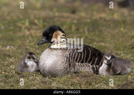 Nene Branta sandvicensis Hawaiian goose with goslings resident Hawaiian islands captive at Martin Mere WWT Lancashire, UK Stock Photo