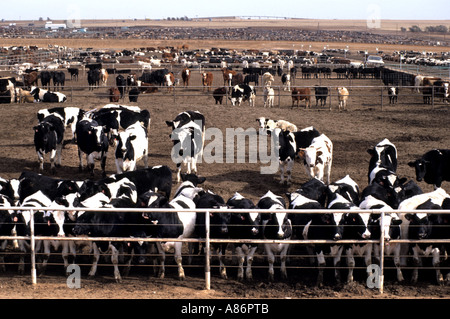 United States USA Routte 66 National Highway Trucks Cars Cattle Texas Cows Stock Photo