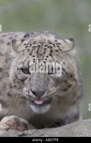 SNOW LEOPARD WITH HIS TONGUE OUT Stock Photo