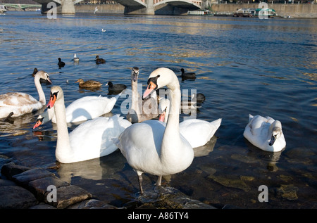 Swans on the River Vltava, Prague Stock Photo