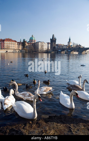 Swans on the River Vltava,Prague, Czech Republic, Prague Old Town, cityscape behind them. Stock Photo