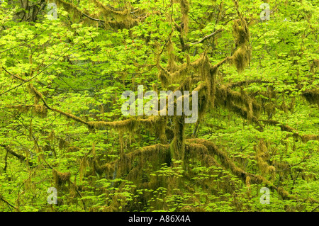 Olympic National Park WA Temperate Rainforest Hoh River Valley Vine maple Acer circinatum Stock Photo
