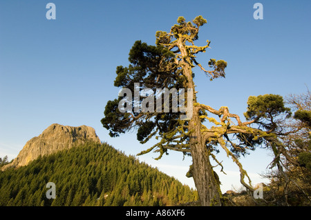 Pilot Rock ancient volcanic plug 5908 feet high and old juniper tree Cascade Siskiyou National Monument Southern Oregon MAY Stock Photo