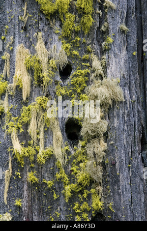 Woodpecker nest holes in standing dead tree, Siskiyou Mountains, Southern Oregon, Dead trees have value Stock Photo